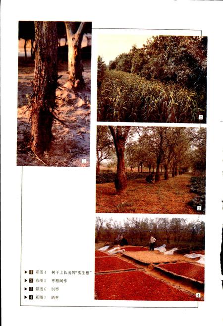 《中国果树志枣卷》.pdf电子版_其他志插图5