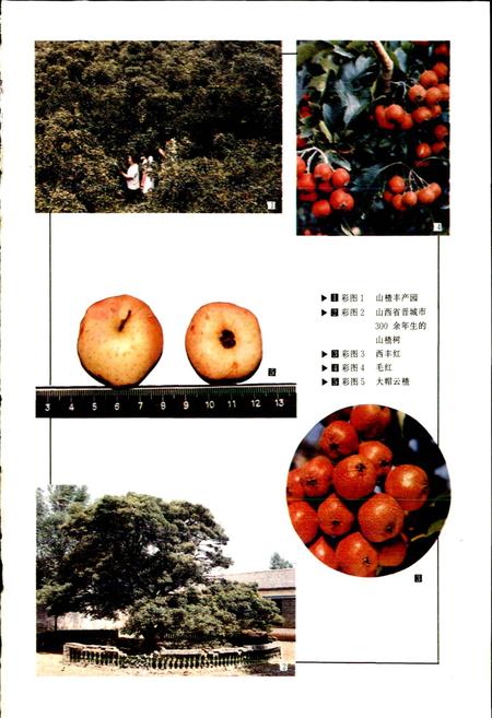 《中国果树志山楂卷》.pdf电子版_其他志插图2