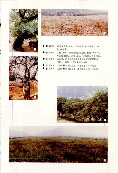 《中国果树志梅卷》.pdf电子版_其他志插图5