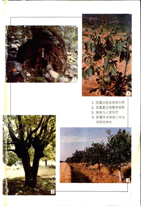 《中国果树志核桃卷》.pdf电子版_其他志插图2