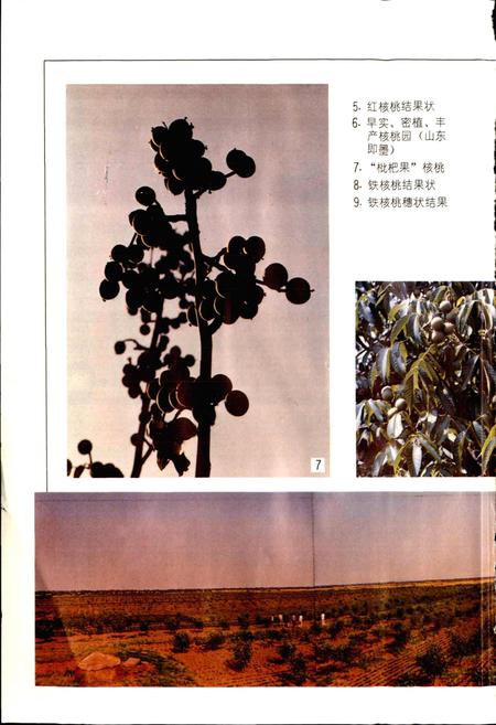 《中国果树志核桃卷》.pdf电子版_其他志插图3