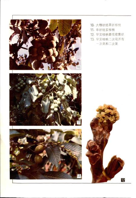 《中国果树志核桃卷》.pdf电子版_其他志插图5