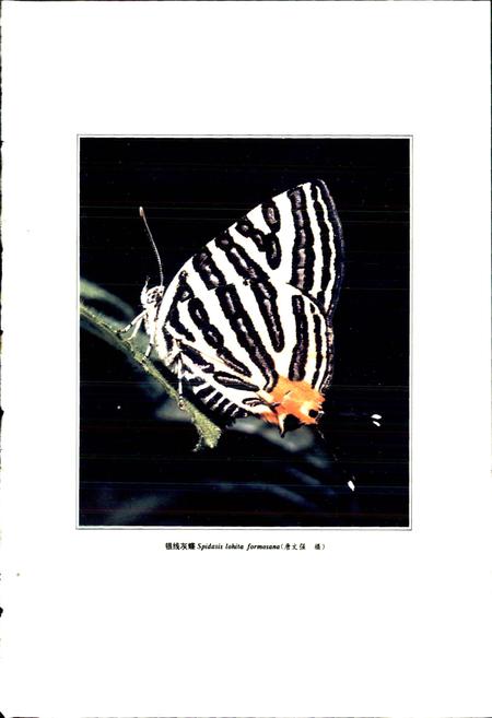 《中国蝶类志 上册》.pdf电子版_其他志插图2 《中国蝶类志 上册》.pdf电子版_其他志插图2