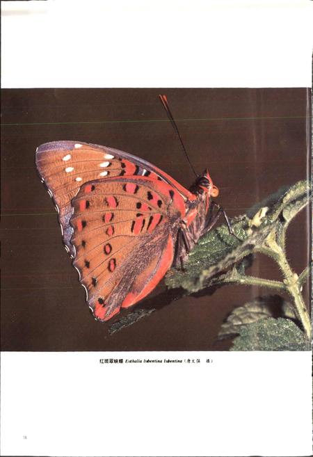 《中国蝶类志 上册》.pdf电子版_其他志插图3 《中国蝶类志 上册》.pdf电子版_其他志插图3