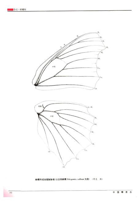 《中国蝶类志(下册)》.pdf电子版_其他志插图3 《中国蝶类志(下册)》.pdf电子版_其他志插图3