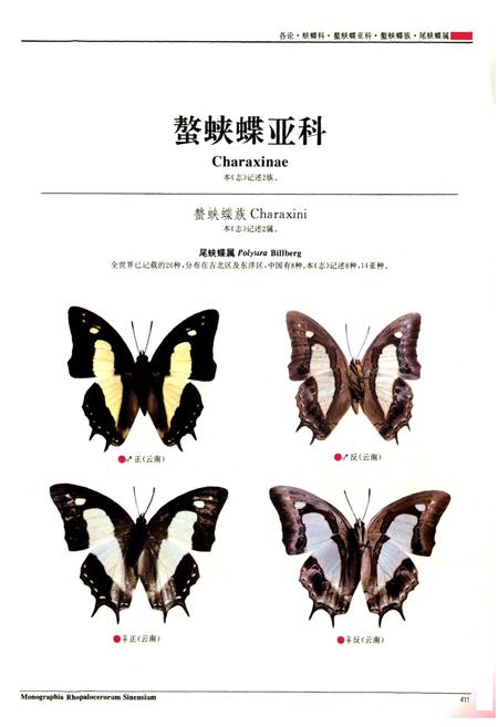 《中国蝶类志(下册)》.pdf电子版_其他志插图4 《中国蝶类志(下册)》.pdf电子版_其他志插图4