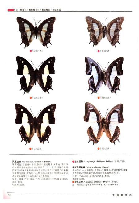 《中国蝶类志(下册)》.pdf电子版_其他志插图5 《中国蝶类志(下册)》.pdf电子版_其他志插图5