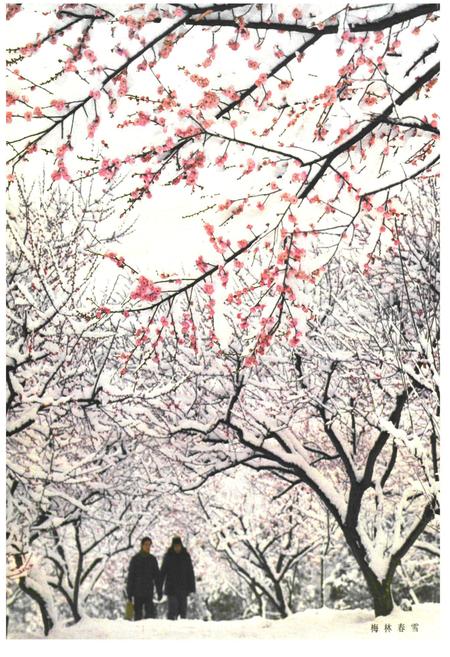 《《中国梅花品种图志》》.pdf电子版_其他志插图5 《《中国梅花品种图志》》.pdf电子版_其他志插图5