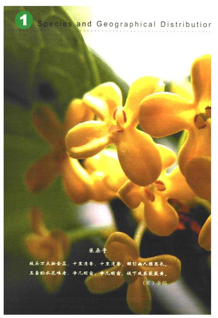 《《中国桂花品种图志》》.pdf电子版_其他志插图5 《《中国桂花品种图志》》.pdf电子版_其他志插图5