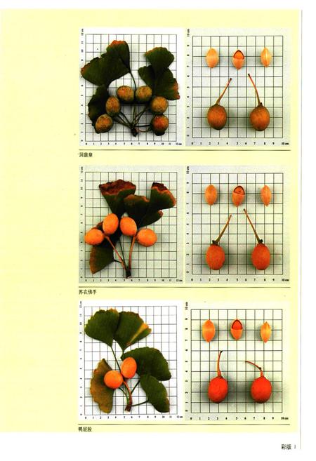 《中国银杏志》.pdf电子版_其他志插图3 《中国银杏志》.pdf电子版_其他志插图3