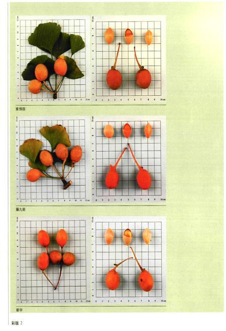 《中国银杏志》.pdf电子版_其他志插图4 《中国银杏志》.pdf电子版_其他志插图4