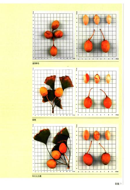 《中国银杏志》.pdf电子版_其他志插图5 《中国银杏志》.pdf电子版_其他志插图5