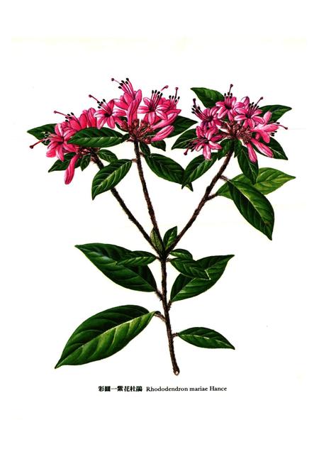 《华南杜鹃花志》.pdf电子版_其他志插图2