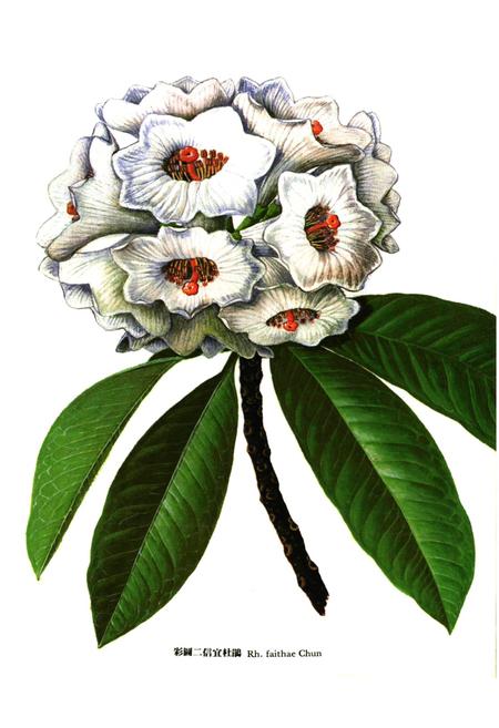 《华南杜鹃花志》.pdf电子版_其他志插图3