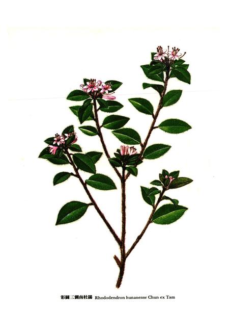《华南杜鹃花志》.pdf电子版_其他志插图4