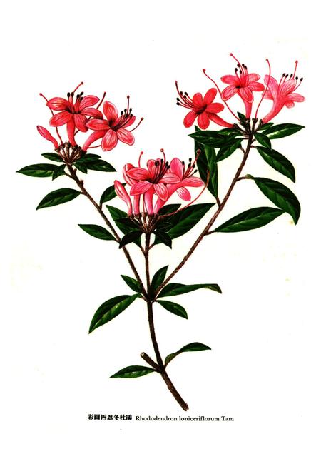 《华南杜鹃花志》.pdf电子版_其他志插图5