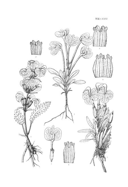 《中国植物志 第六十八卷》.pdf电子版_其他志插图5