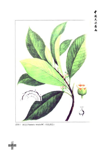 《中国民族药志(第三卷)》.pdf电子版_其他志插图5