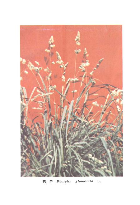 《中国饲用植物志(第一卷)》.pdf电子版_其他志插图2