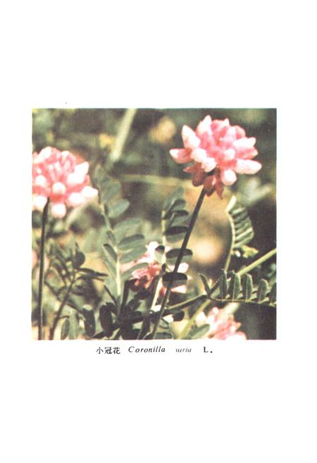 《中国饲用植物志(第一卷)》.pdf电子版_其他志插图3