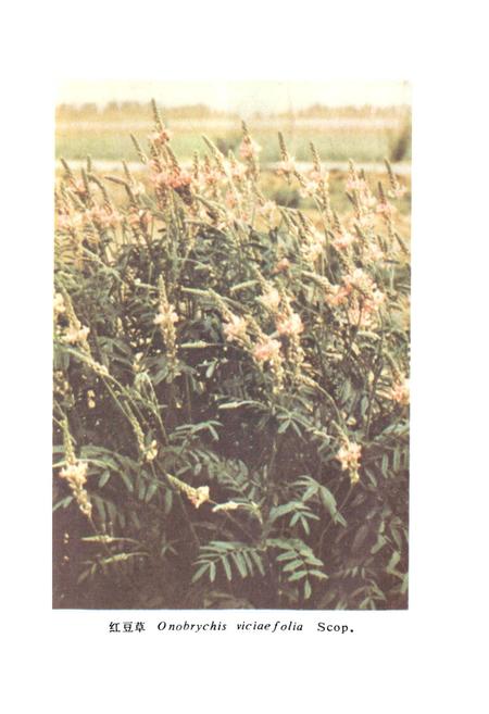 《中国饲用植物志(第一卷)》.pdf电子版_其他志插图5