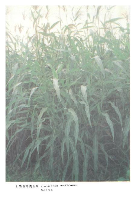 《中国饲用植物志(第三卷)》.pdf电子版_其他志插图5
