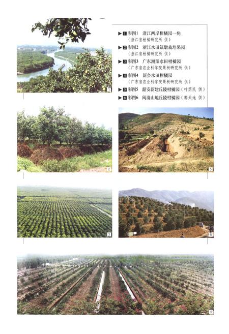 《中国果树志柑橘卷》.pdf电子版_其他志插图4