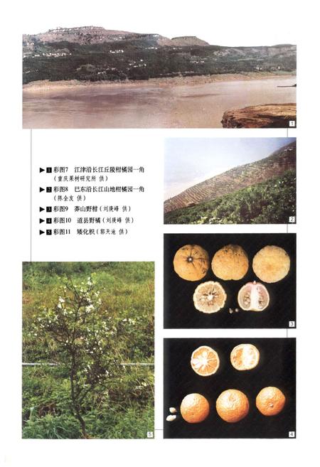 《中国果树志柑橘卷》.pdf电子版_其他志插图5
