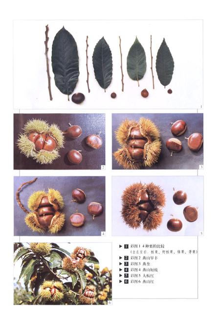 《中国果树志板栗 榛子卷》.pdf电子版_其他志插图4