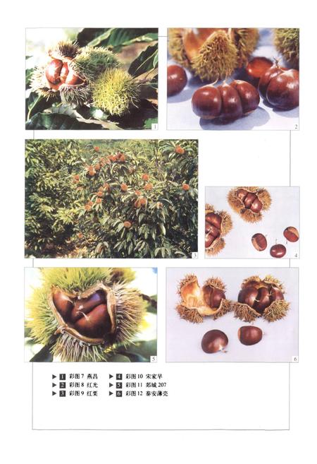 《中国果树志板栗 榛子卷》.pdf电子版_其他志插图5