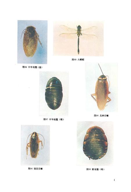 《《中国药用动物志》》.pdf电子版_其他志插图3