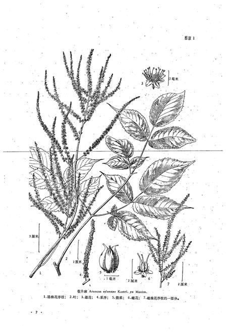 《东北草本植物志(第五卷)》.pdf电子版_其他志插图5