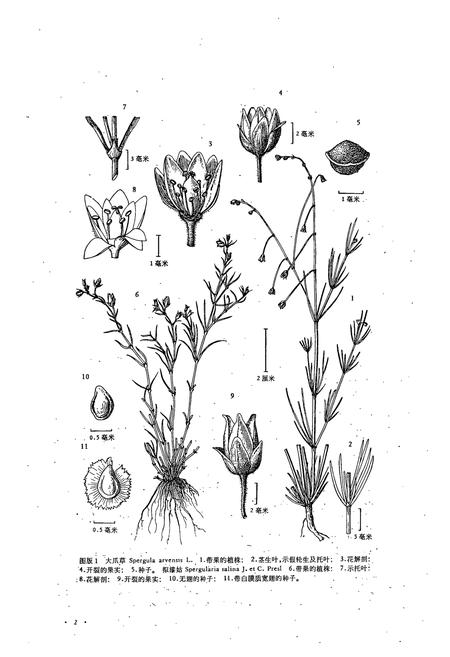 《东北草本植物志(第三卷)》.pdf电子版_其他志插图5 《东北草本植物志(第三卷)》.pdf电子版_其他志插图5