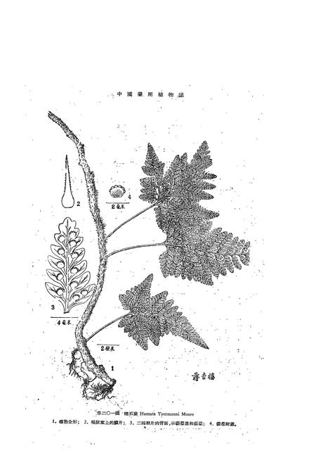 《中国药用植物志(第五册)》.pdf电子版_其他志插图3 《中国药用植物志(第五册)》.pdf电子版_其他志插图3