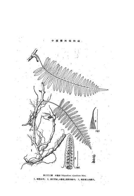 《中国药用植物志(第五册)》.pdf电子版_其他志插图5 《中国药用植物志(第五册)》.pdf电子版_其他志插图5