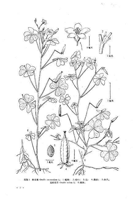 《东北草本植物志(第六卷)》.pdf电子版_其他志插图5