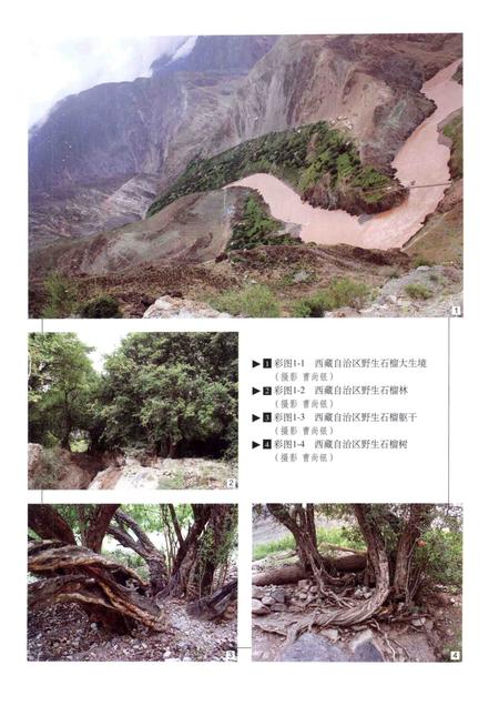 《中国果树志 石榴卷》.pdf电子版_其他志插图4
