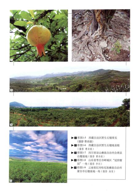 《中国果树志 石榴卷》.pdf电子版_其他志插图5