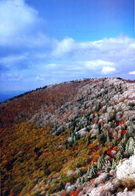 《中国长白山食用植物彩色图志》.pdf电子版_其他志插图5