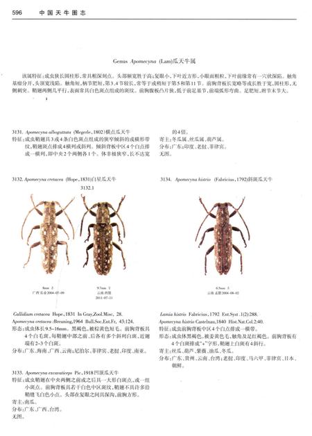 《中国天牛图志(基础篇)》.pdf电子版_其他志插图5