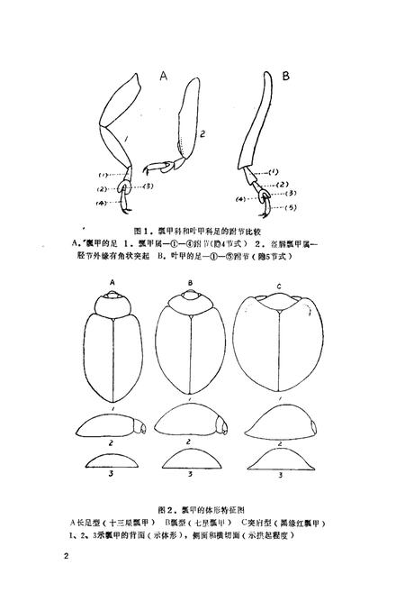 《青海经济昆虫图志·瓢甲科》.pdf电子版_青海省志插图4
