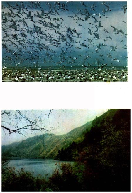 《青海风物志》.pdf电子版_青海省志插图4