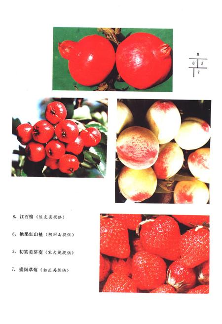 《《山西果树志》》.pdf电子版_山西省志插图5