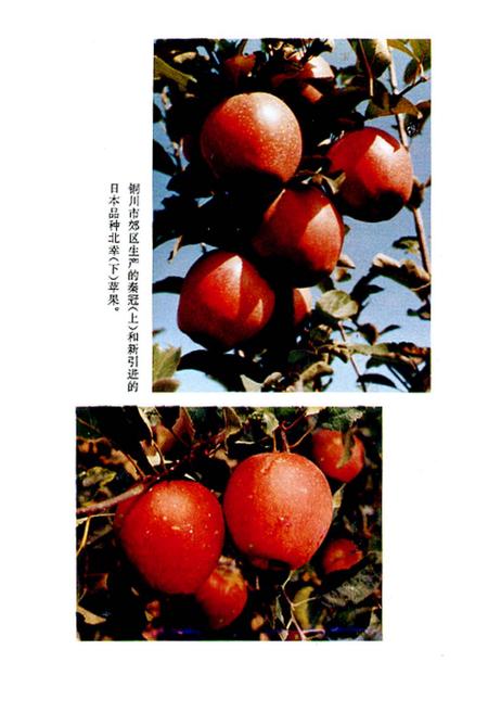 《铜川郊区苹果志》.pdf电子版_陕西省志插图4