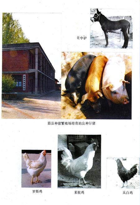 《宝鸡市畜牧志》.pdf电子版_陕西省志插图4