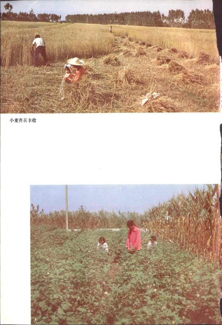 《陕西省高陵县地名志》.pdf电子版_陕西省志插图4