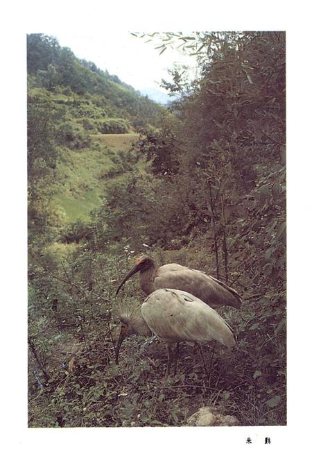 《陕西省汉中地区地理志》.pdf电子版_陕西省志插图4 《陕西省汉中地区地理志》.pdf电子版_陕西省志插图4