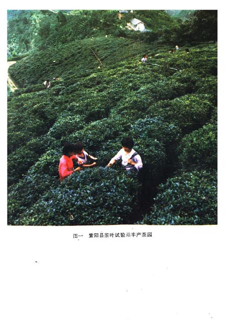 《紫阳茶业志》.pdf电子版_陕西省志插图2