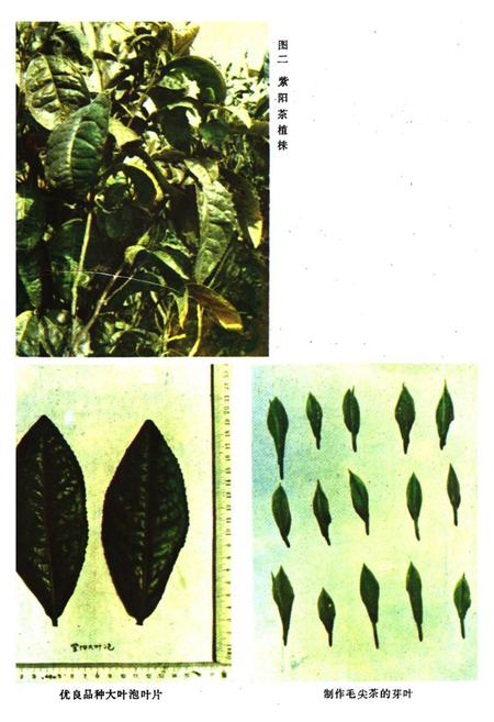 《紫阳茶业志》.pdf电子版_陕西省志插图3