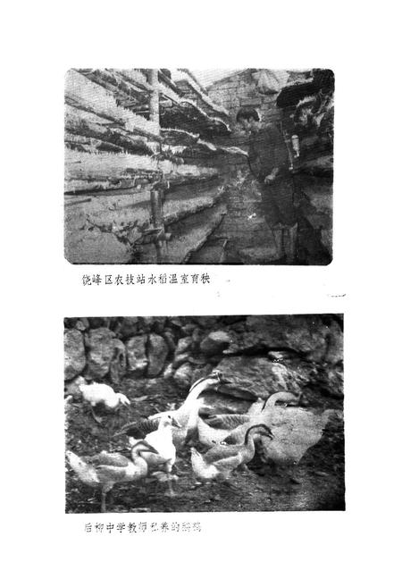 《石泉县农牧志》.pdf电子版_陕西省志插图4